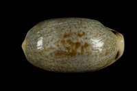 藏品(愛龍寶螺)的圖片